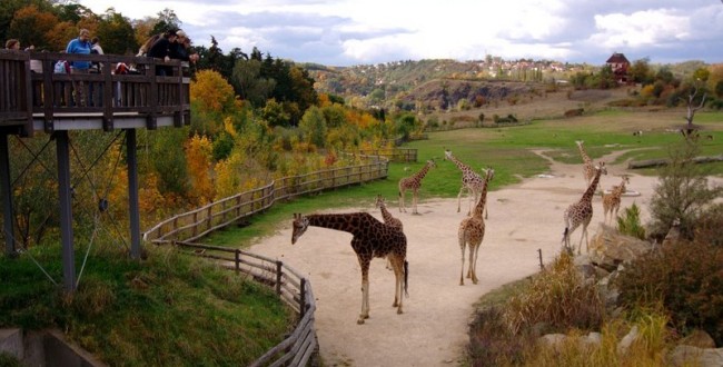 Пражский зоопарк, Чехия